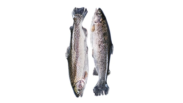 poissons